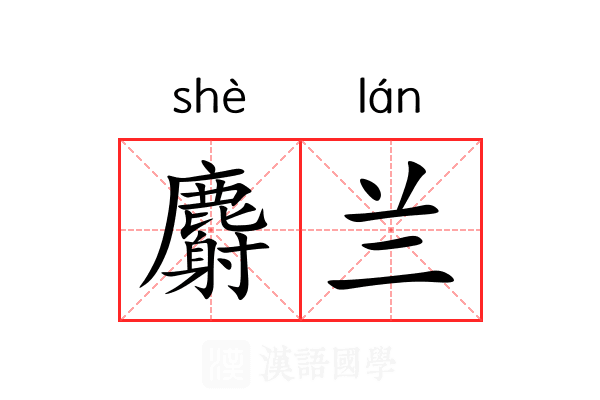 麝兰 麝兰