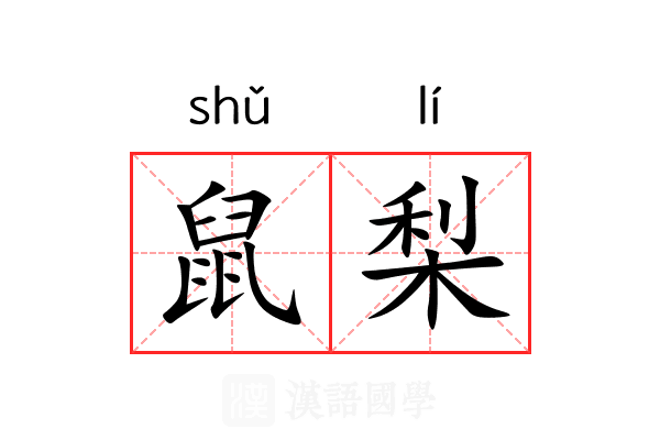 鼠梨