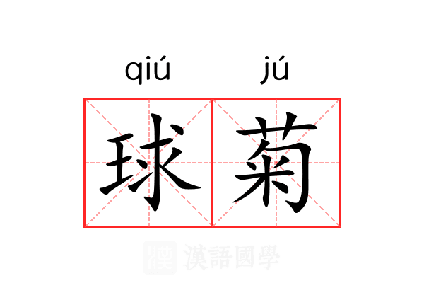 球菊 球菊
